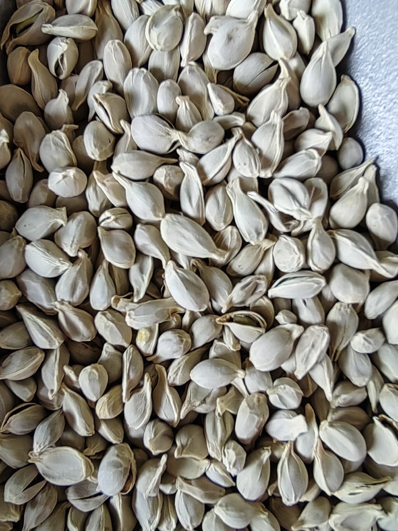 Ju He (Citrus reticulata Seed) — Dried Tangerine Seed for Herbal Decoction & Tea quality and texture