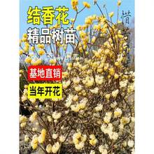 �Y�㻨�煲���Y������ͺ����㻨��ֲ��ͥԺ�G��ϲ����Y��������