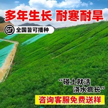 �羳��̲��ѲݷN���o�²��Ѳ�ƺ�N���ļ���G�����Ѻ����ݹ�����