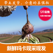 云南黑玛卡鲜果500g新鲜玛卡现采现发黑玛咖果冬季进补火锅泡酒料