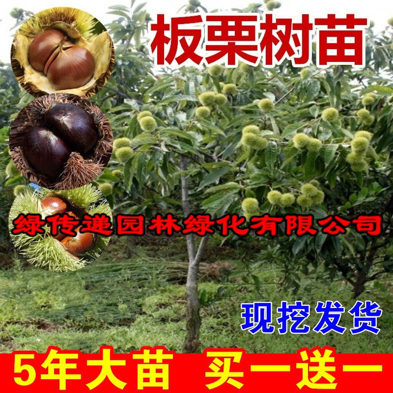 板栗苗树嫁接地栽南方北方种植大红袍当年结果特大板栗树果树果苗