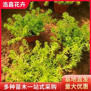 Buddha Grass Cup Seedlings Wholesale Greening Plants Cold-Resistant Greening Potted Courtyard Planting Potted Buddha Grass