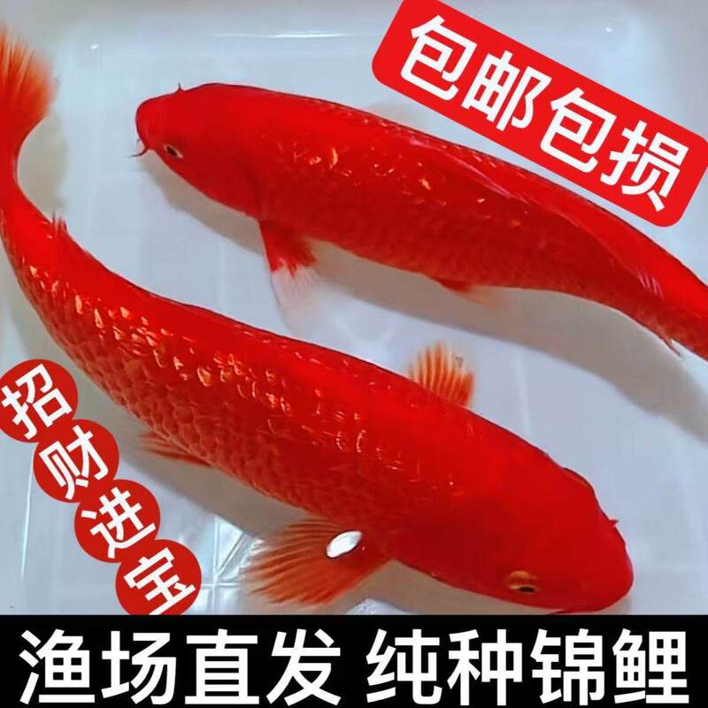 Live Koi Fish, Pure Red, Fiery Red, Flash Scales, Cold-Water Ornamental Fish, Red and White Three-Color Purebred Fortune Fish Live Koi Fish, Pure Red, Fiery Red, Flash Scales, Cold-Water Ornamental Fish, Red and White Three-Color Purebred Fortune Fish