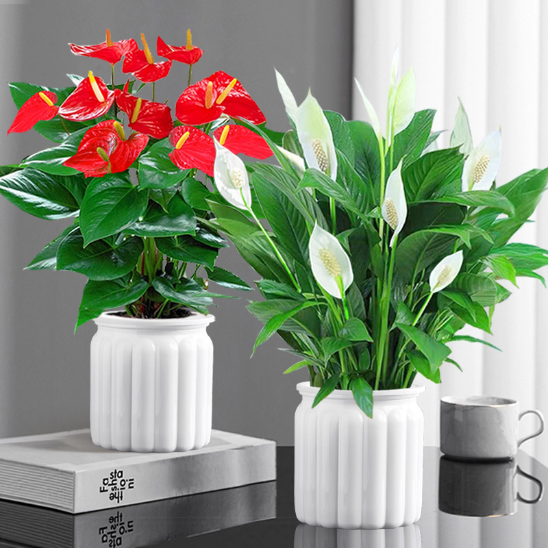 특급 안스리움 + 특급 화이트 팜 + 화이트 티라미수 대야 2개 + 영양액