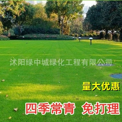 Семена газона Вечнозеленый All Seasons Защита склонов Bermudagrass Высокий Овсяная Озеленение Семена Райграса Семена клевера Бермуды