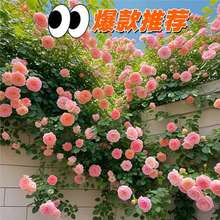 蔷薇花苗藤本月季墙微花树爬藤植物花卉盆栽阳台玫瑰四季开花爬墙