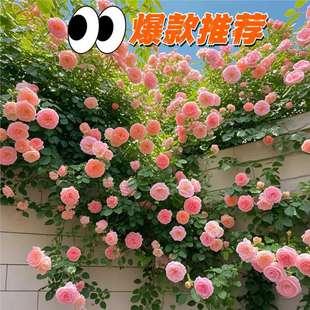 �Nޱ�����ٱ��¼���΢��������ֲ�ﻨ�������̨õ���ļ��_������