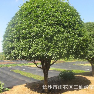 ͥԺ^pGľ þGľ Ʒ ׳ɻ