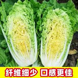 【快菜家庭园艺适用】小白菜种子南方四季种北方两季种子简单春季