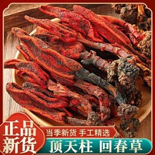 长白山回春草云南新鲜野生不老草茴春草顶天柱男性泡酒泡茶水正品