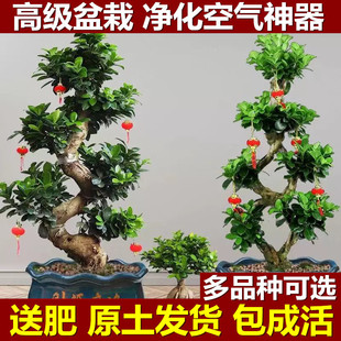 ���X�����ԾGֲ���ܴ�8���Ϙ�����s���u�X��ֲ��С�~�˅��Ř��辰