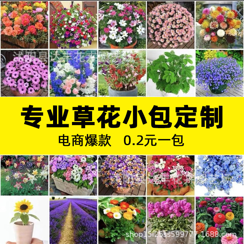 【电商爆款】厂家批发花种各种花卉种子四季播盆栽阳台庭院花种子