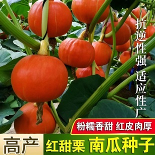 ����t���ϹϷN�Ӹ߮a����Ŵ�����tƤ�ϹϷN�Ӵ��＾��@ͥԺ�ļ�