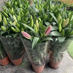 ��ˮ�ٺϻ����Ԏ������l؛�ٺ������r��ͥԺ�̨�ļ����Bֲ�ﻨ��