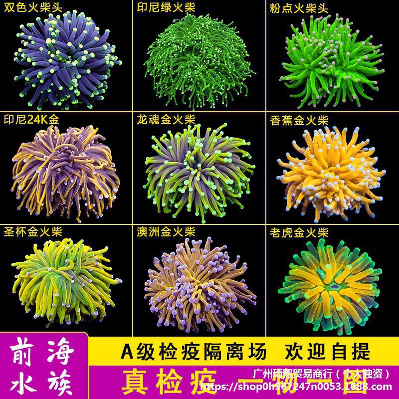 柴头珊瑚沙巴澳洲印尼金火柴头大集合珊瑚活体火炬圣杯珊瑚