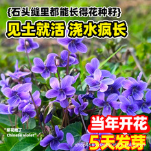 ϻضNșϻضNļNֲșÿضN