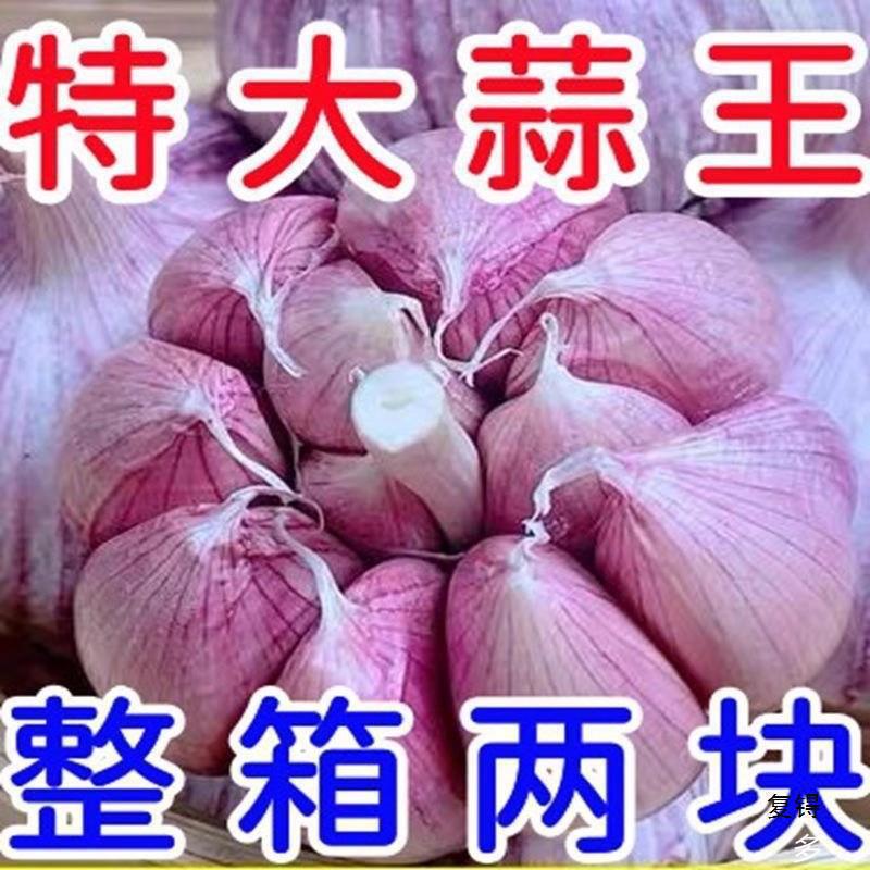 【低价】金乡紫皮大蒜头新干蒜大蒜头干蒜大新鲜大蒜整箱|undefined