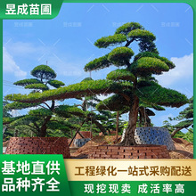 造型罗汉松观赏树弯杆长飘式庭院别墅基地直供绿化道路精品罗汉松