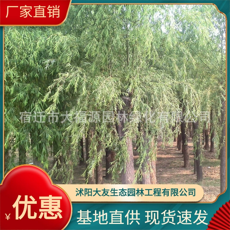 Поставка всех видов инженерных растений рассады базы прямой плач ивы полные спецификации