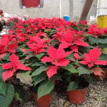 一品红鲜花盆栽 青州花卉基地批发 绿化带 一品红红花头小苗批发