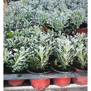 ܽ�ؾ����ԾGֲ ��� ��ܽ�� ǧ�갬 ���� �@�ֈ@ˇ�G���ر�ֲ��