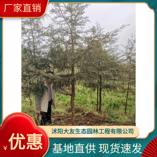 �������l�Ԯa���N�����tɼ�� �����tɼ ����tɼ���^�쾰�@�־G��