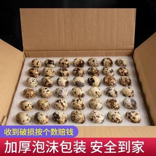 ���r�g���������Gɫ�s�Z���r���ЋD�����oʳ�g�������B���r�g����