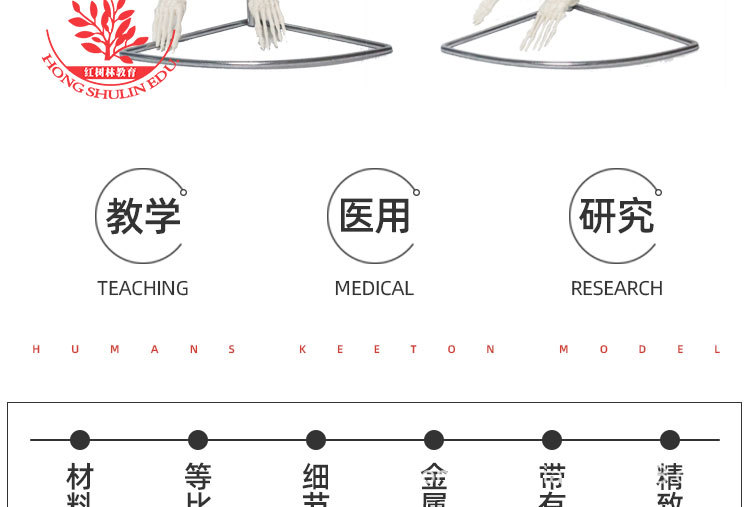 3 85cm悬挂版骨骼模型.jpg