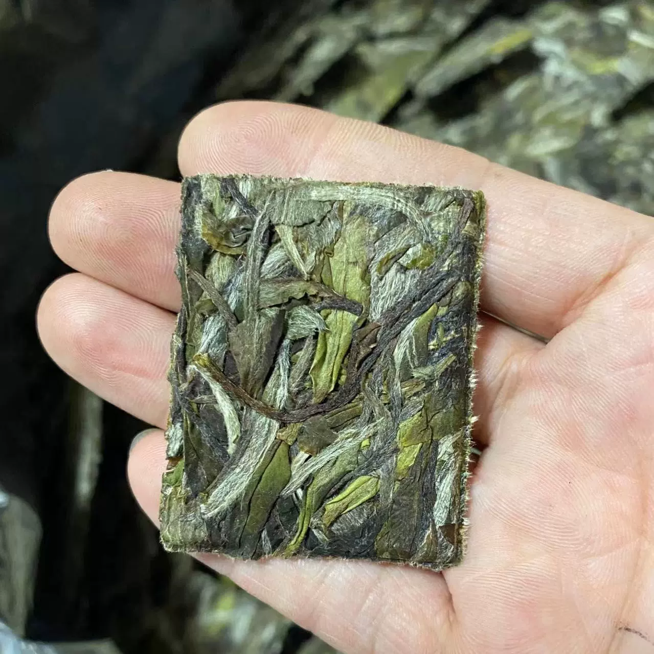 2023年福鼎大毫白牡丹饼干茶，兰花香足回甘冰糖甜，好喝的口粮茶