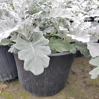 重庆贵州四川银叶菊大杯银叶菊小杯银叶菊袋苗银叶菊杯苗银叶菊地