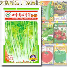 黄心白芹 菜种子 约6000粒 四季速生小香芹 阳台盆栽蔬菜种子批发