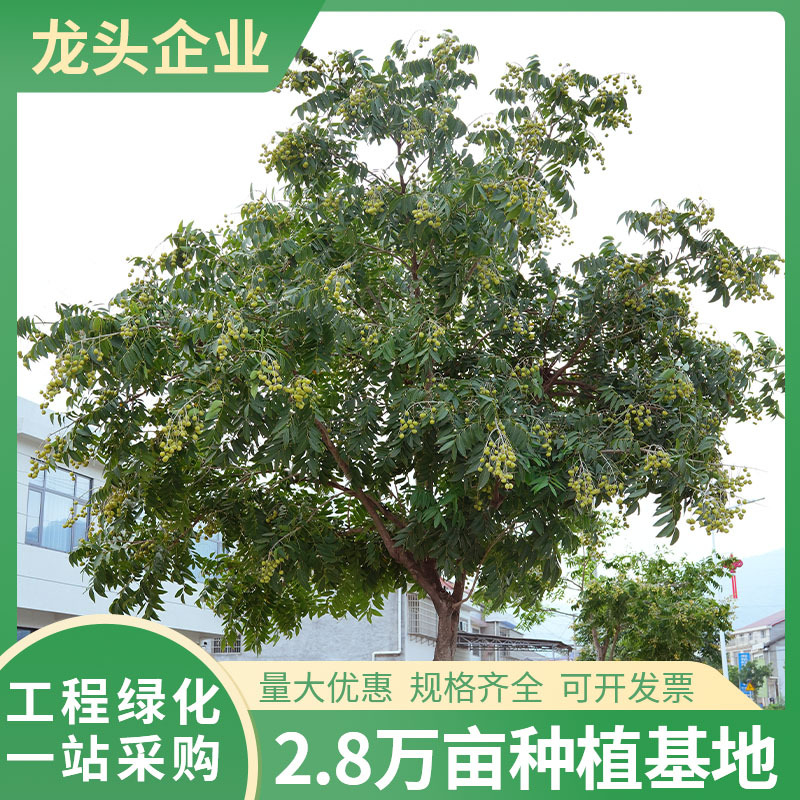 无患子果树苗园林绿化苗木基地批发行道工程乔木观赏景观树