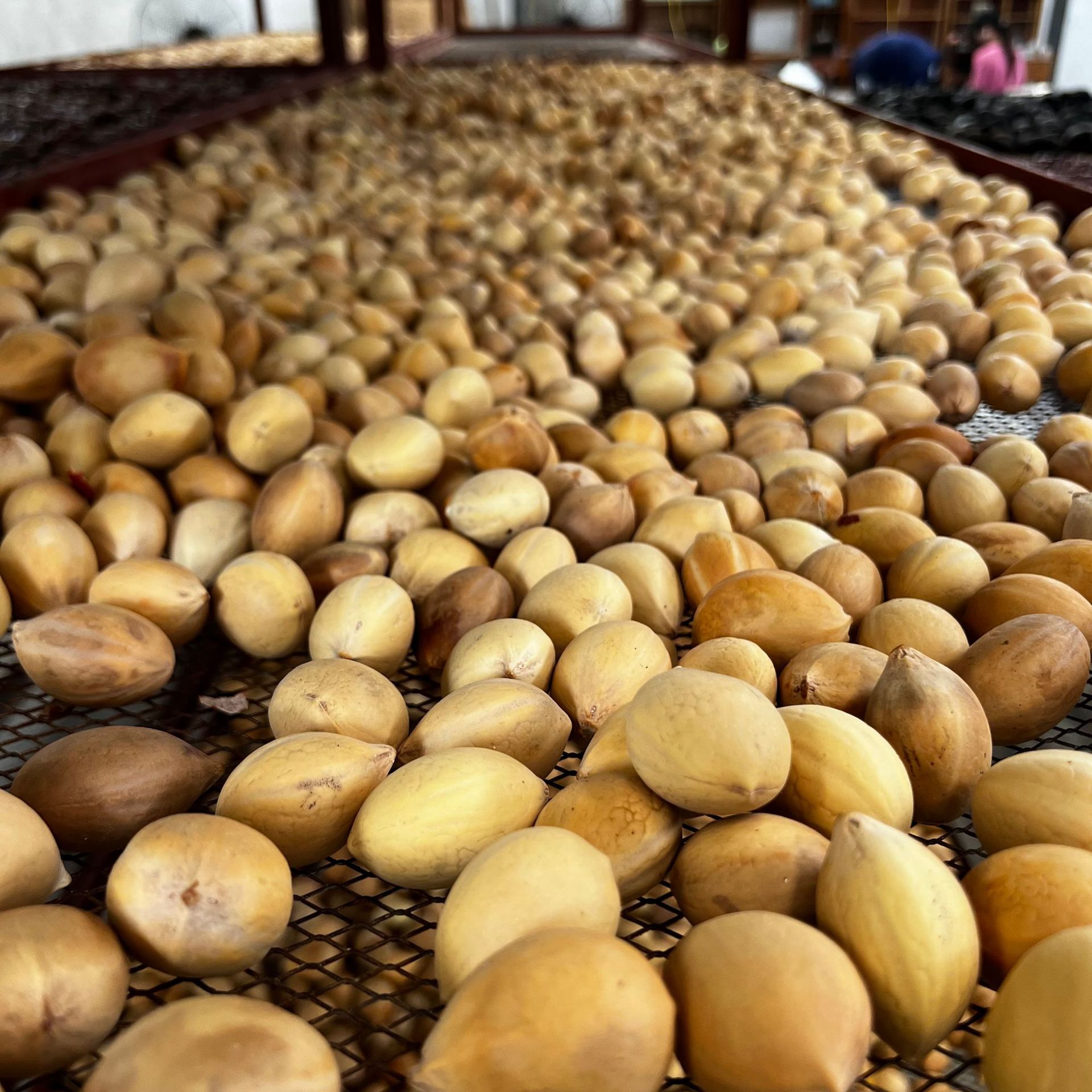 凤凰蛋果壳铁树凤凰蛋凤凰蛋挂件散装民族风摇铃风铃DiY原材料
