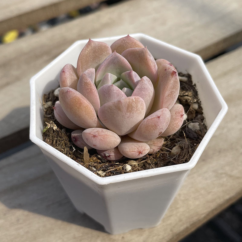 [핫스타일] 팔각분지 퀸엘리 4-5cm (재배 후 배송)