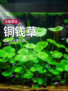 �~�X��ˮ��ֲ���~�׌����쾰ˮ��Gֲ���~���B����ˮ�|������ˮ��