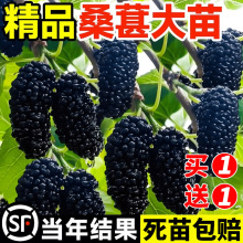 桑葚树苗果树果苗地盆栽南北方种植嫁接大叶桑树苗桑葚苗当年结果