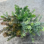 喷漆仿真欧式塑料植物家居装饰假花婚庆摄影户外花箱围栏仿真绿植