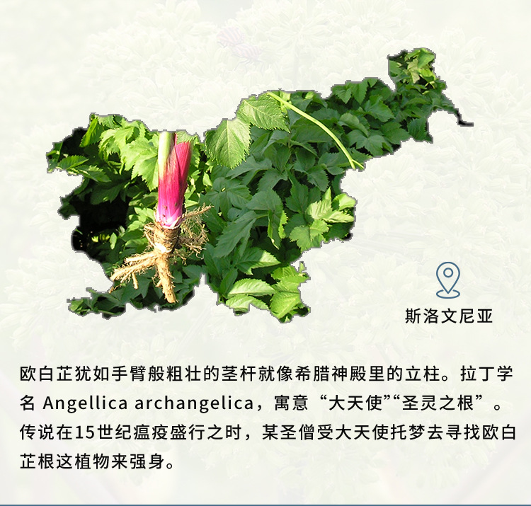 欧白芷精油_02