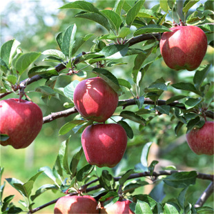 �O������ֱ�l���l�޽��O���ϱ��Nֲ���Ե��dͥԺ����