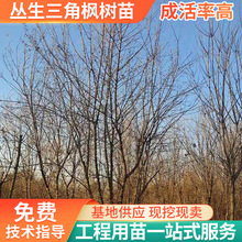批发丛生三角枫树苗绿化乔木 9米高绿化苗木移植冠3.5－5米风景树