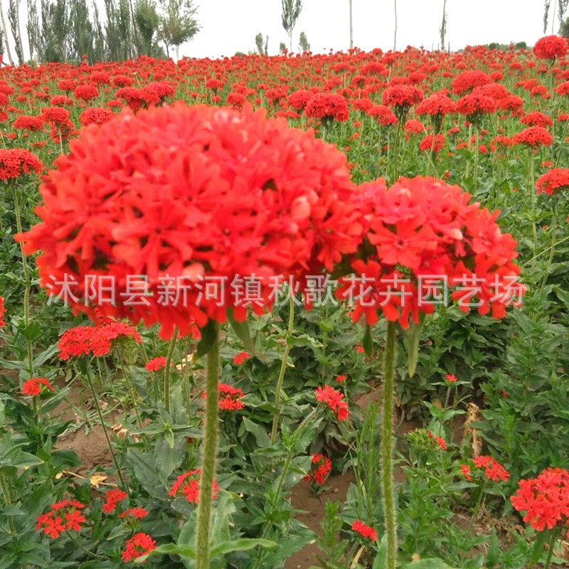 Большой цветок ножницы осенние розы семена морозостойкие семена цветов многолетний пейзаж цветок морские семена легко расти легко жить инженерных семян