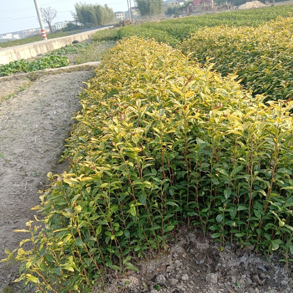 供应种植种苗黄茶黄金甲绿茶茶树苗树苗根系发达植株壮苗小鸭茶苗