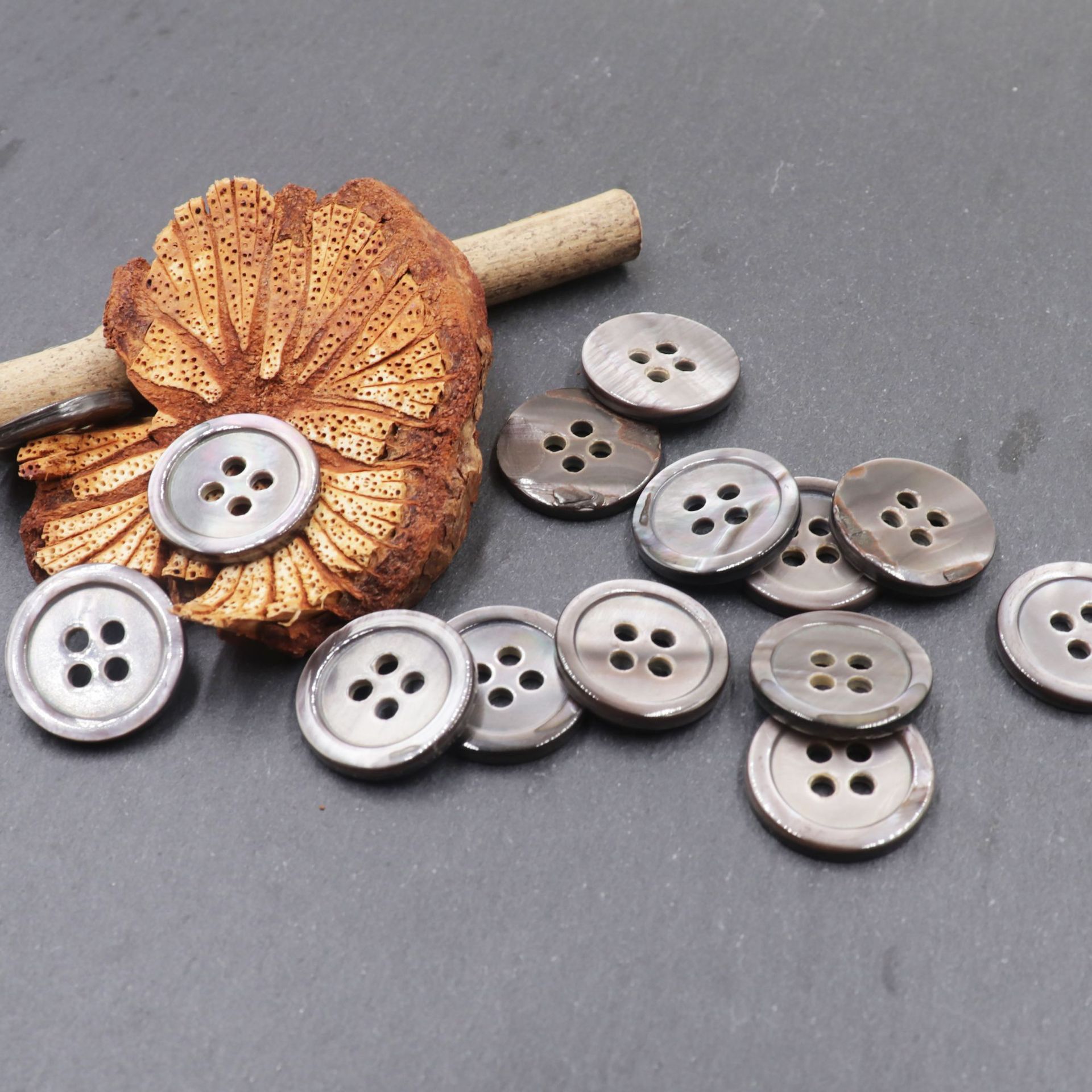 细边四眼灰贝 (4).JPG