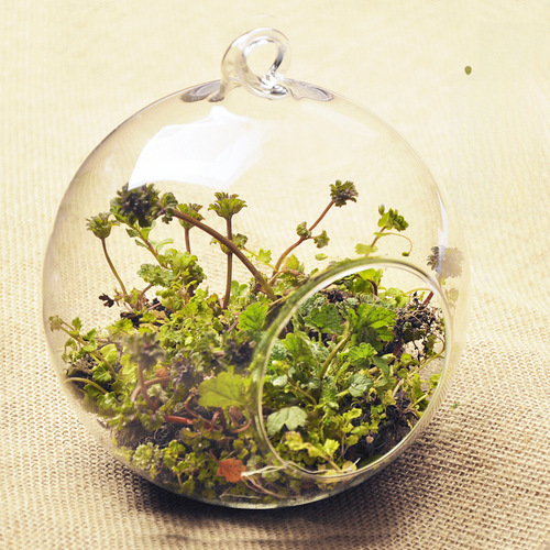 Wholesale hanging glass vase succulent plant micro landscape creative home decor Nordic craft zakka