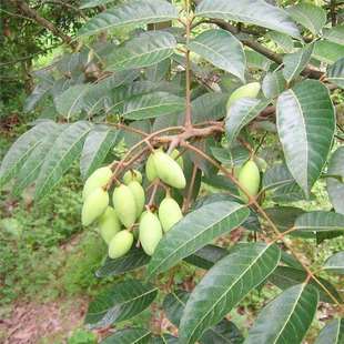 Fat Sea Seeds, Dahaizi Dadongguo, Anannizi Dafa Seeds, Home Courtyard House Fruit Tree Seeds