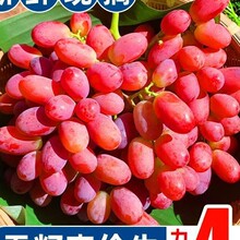 顺丰新疆无籽克伦生葡萄红提纯甜 应当季新鲜水果整箱现货现发