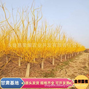 ��֦������ �S�𻱘��� �޽ӽ��~����ľ ��z�������̻���צ��