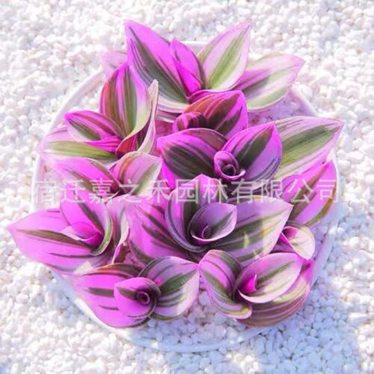 Oil Painting Wedding Spider Plant Succulent Plant Living Room Indoor Office Flower Potted Plant Easy to Grow Green Plant Purple Orchid