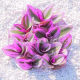 Oil Painting Wedding Spider Plant Succulent Plant Living Room Indoor Office Flower Potted Plant Easy to Grow Green Plant Purple Orchid
