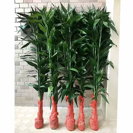 盆栽;观赏凤梨;栽培基质